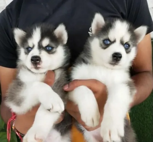 Husky siberiano marcantes
