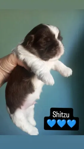 Shitzu macho linhagem chocolate 