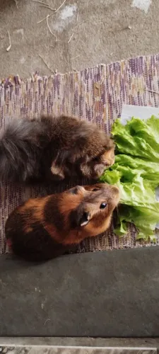 Casal porquinho da Índia