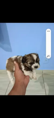 Filhote shitzu