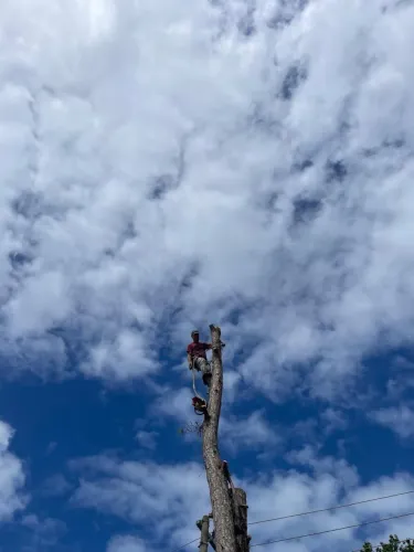 Poda de árvores, jardinagem, retirada de entulho serviço de roçadeira 