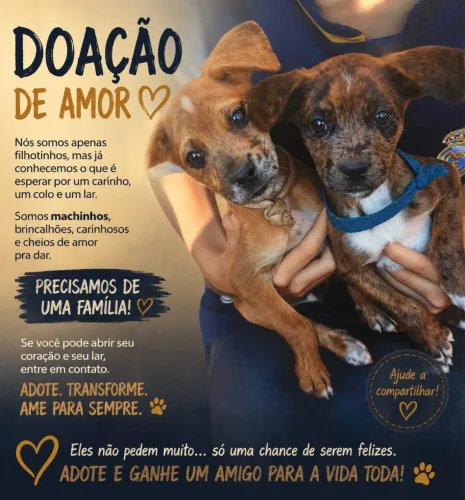 Cachorros para doação
