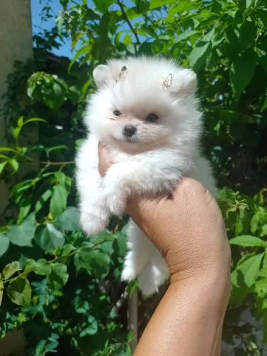 Spitz alemão anão (Lulu) mini fêmea e macho 