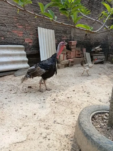 Peru  macho adulto 