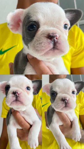 Filhotes de bulldog francês fêmea