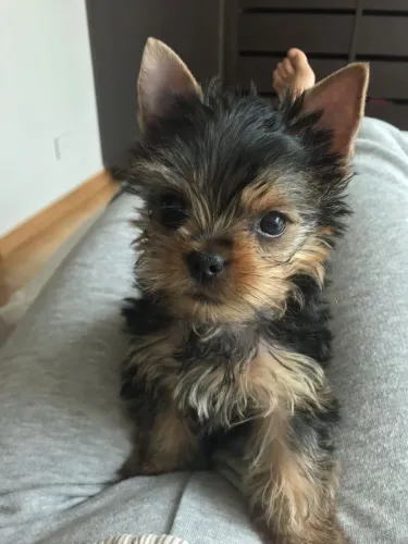 Yorkshire Terrier - Seu Próximo Melhor Amigo Pode Está Te Olhando Agora 