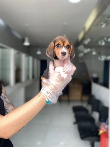Beagle- Canil de Referência em Qualidade e Confiança