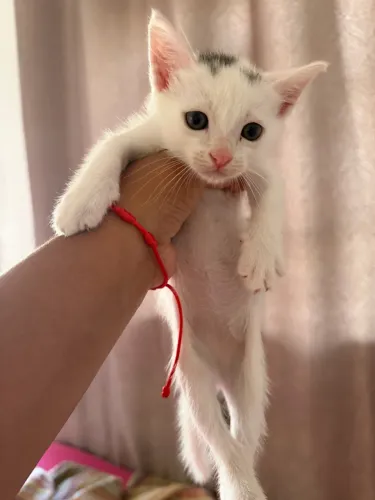 Doação gato