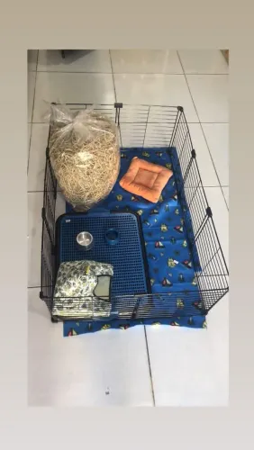 Porquinho da índia, coelho...