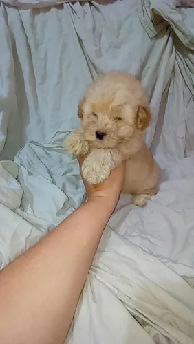 Poodle toy macho( PERFEITO 