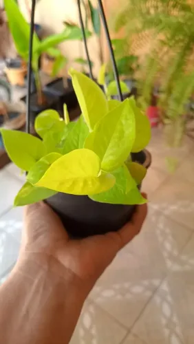 Jibóia folhas verde limão perfeitas no vasinho pendente 