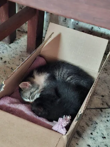 Gatinhas para adoção