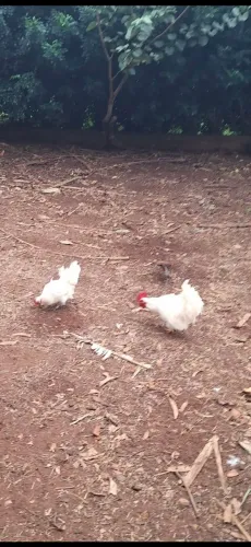 Casal de galinsé branco
