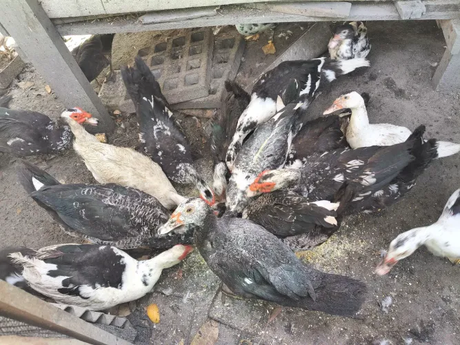 Patos 