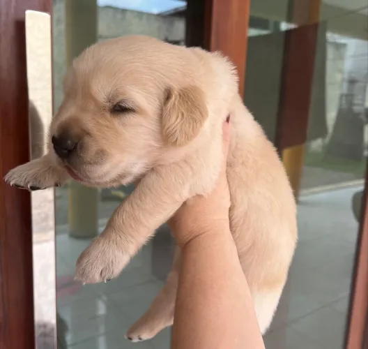 Filhote golden retriver 2.600,00