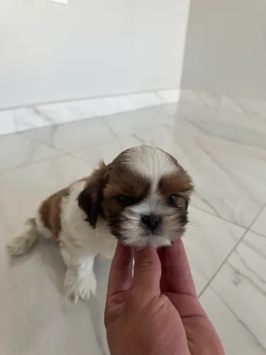 VENDO 2 FILHOTES MACHO DE SHIH TZU COM 55 DIAS