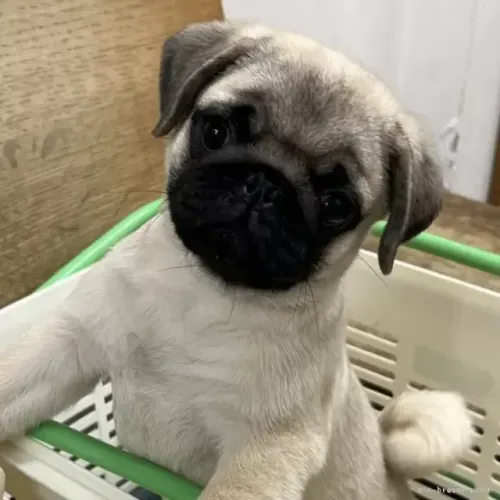 Cachorro filhote pug saudável de ótima genética dócil com contrato