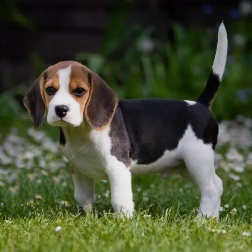 filhote de beagle na promoção machinho lindo fofo