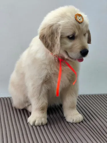 Filhotes Golden Retrievers pronta entrega