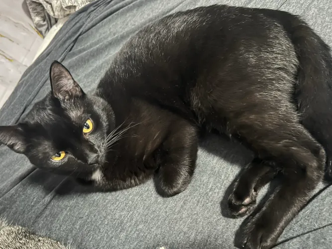 Doando Gato Preto