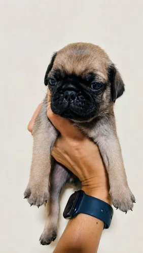 Pug