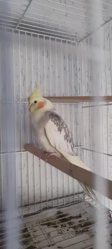 Galinha