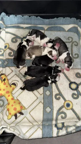 Filhotes de Husky Siberiano