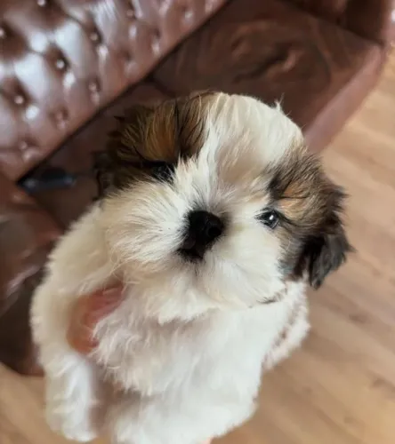 Filhotes de Shih tzu | Pequenos cheios de atenção!