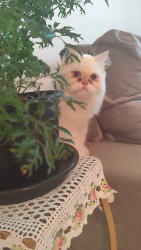 Gata persa procura namorado
