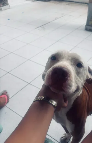Pitbull