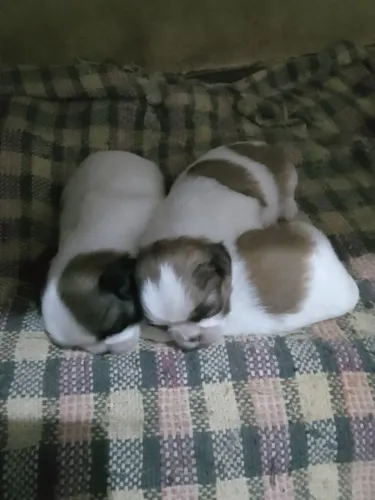 Cachorro Shitzus