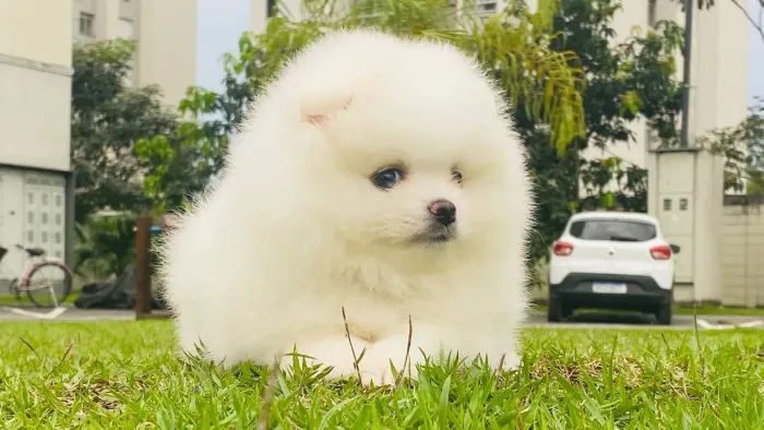 Lulu da Pomerânia fêmea padrão ursinho micro