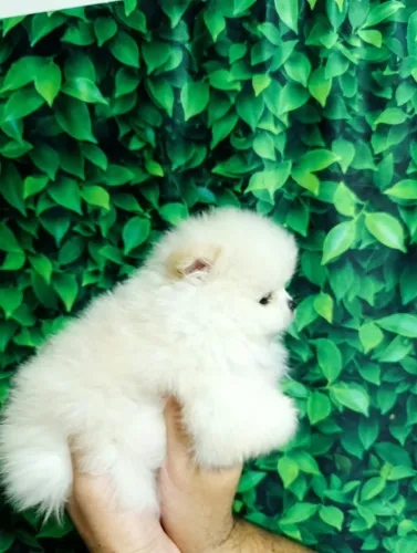 Lindo machinho Spitz Alemão (Lulu da Pomerânia)!