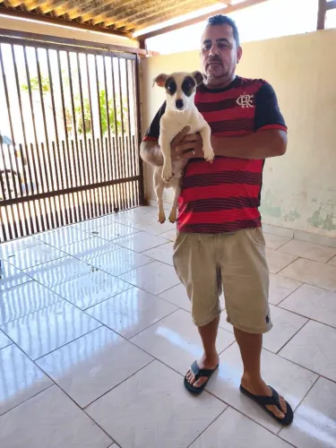 Cachorro top à venda com pedigree