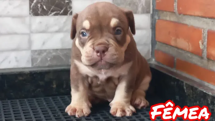American Bully micro com pedigree