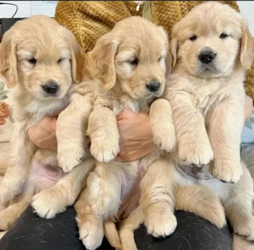 Amor em forma de lambidas filhote de golden retriever