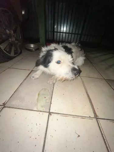Doação cachorro macho