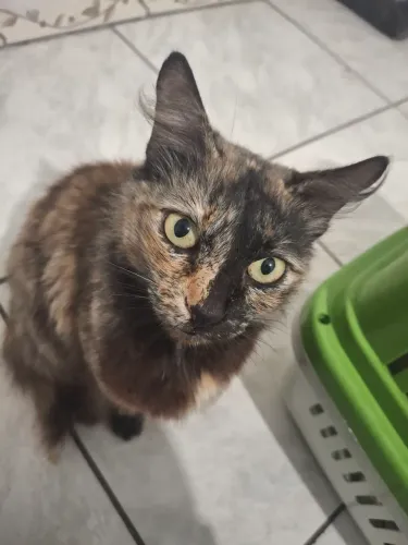 Gatinha para adoção 