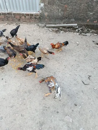 Vendo ou troco galos e galinhas de raça por galinhas poedeiras