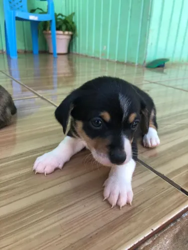 Doa-se cachorros
