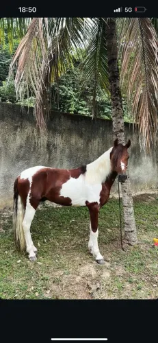 Cavalo garanhao registrado