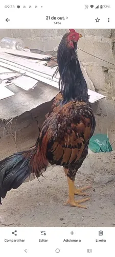 Vendo frango novo