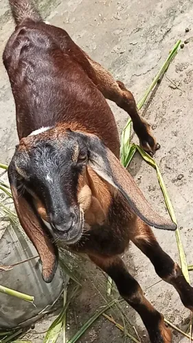 Cabra Anglo nubiana