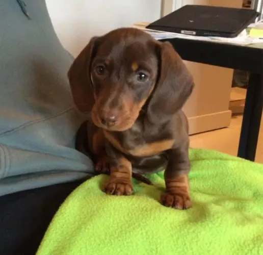 Filhotes de Basset Dachshund salsichinha miniatura