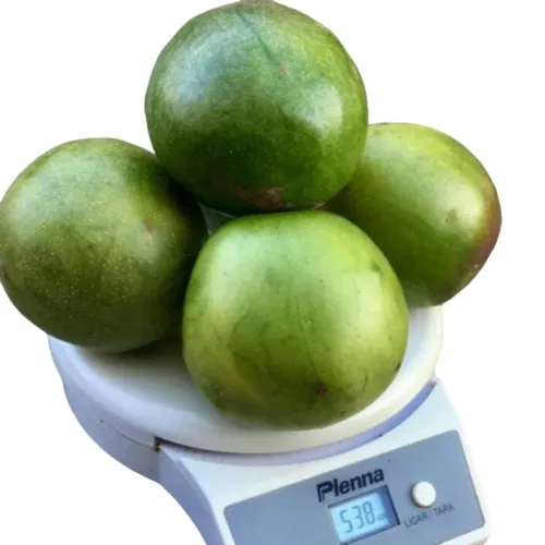 Umbu gigante 