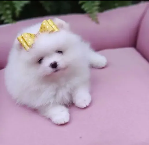 Filhotes de spitz alemão ( lulu da pomerânia) macho e fêmea