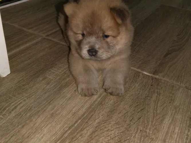 Filhote de chowchow
