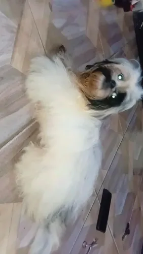 Shitzu