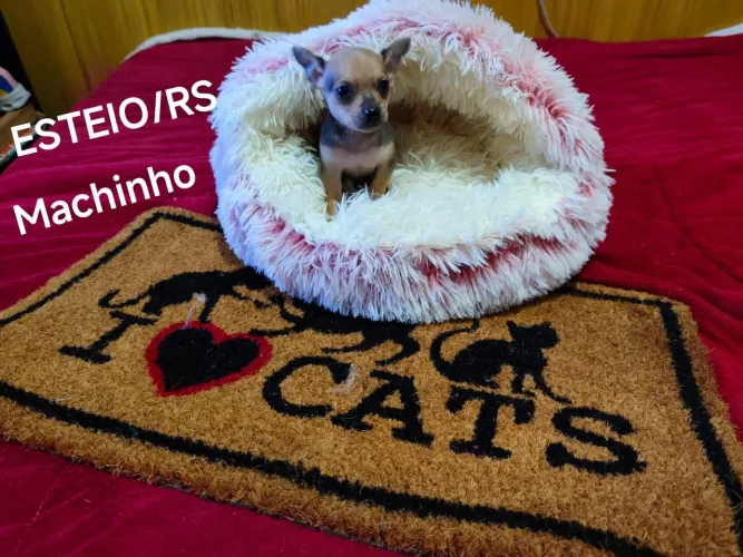 PINSCHER