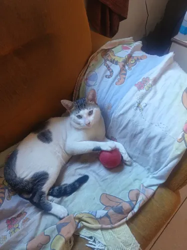 Adoção responsável de gatinho 